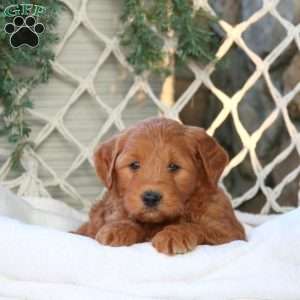 Ashton, Mini Goldendoodle Puppy